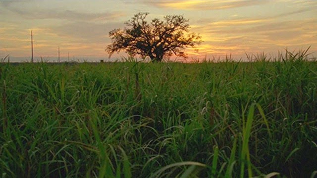 True Detective Illuminati 15