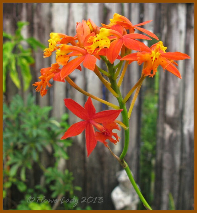 [12-15-reed-orchids%255B4%255D.jpg]