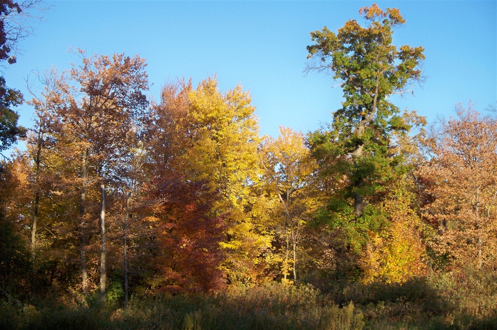 [fall%2520scenery_0001%255B4%255D.jpg]