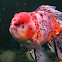 Oranda gold fish.