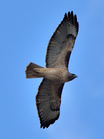 DSC_7438.jpg