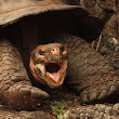 Yawny Galapagos Turtle