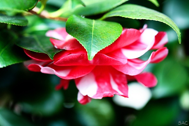 [IMG_3852e29.jpg]