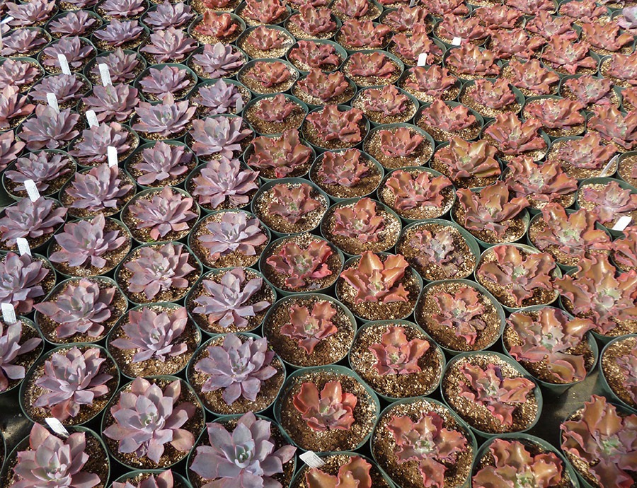 [111001_succulent_gardens_55%255B2%255D.jpg]