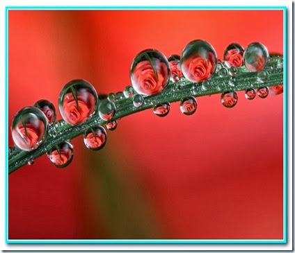 Gotas de satisfação Gotas de satisfação