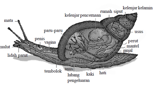 gambar anatomi gastropoda