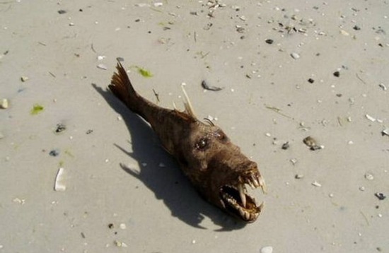 Mysterious_Creatures_11