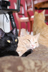 The cat gang
