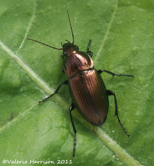[Poecilus-versicolor%255B3%255D.jpg]