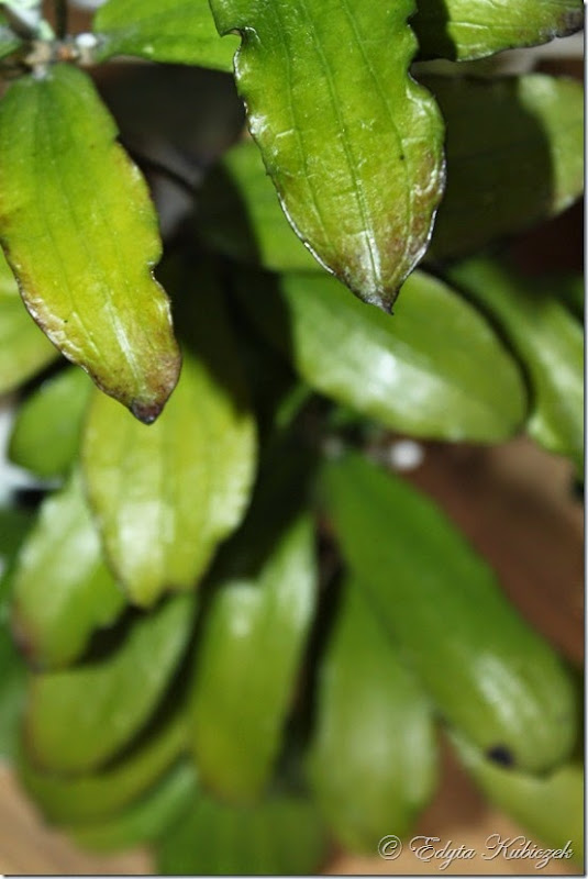erythrina GPS erythrina GPS