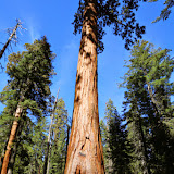 Pequenina!!! -   Giant Forest -  Sequoia e Kings Canyon NP, California. EUA