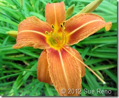 SueReno_TawnyDaylily