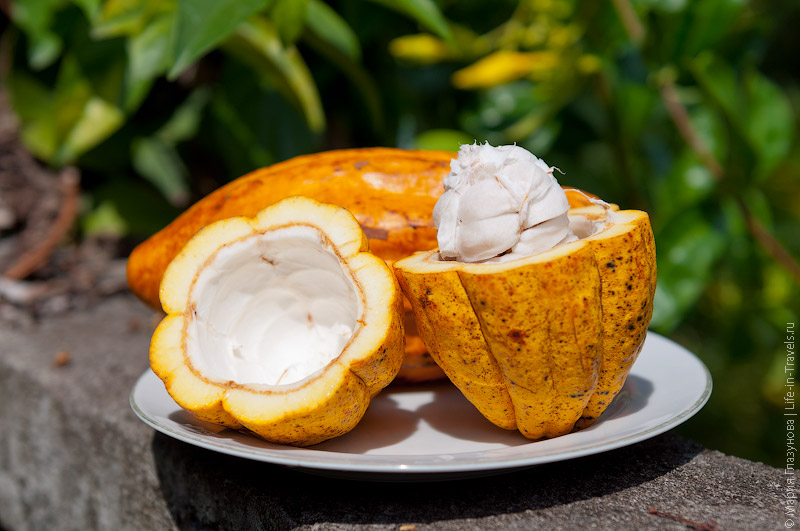 Какао (Cacao) Какао (Cacao)