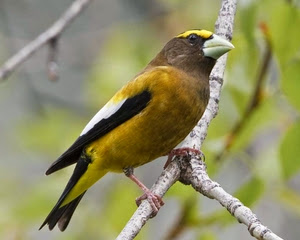Burung Grosbeak dari keluarga finch evening grosbeak