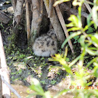 DSCN9509.JPG