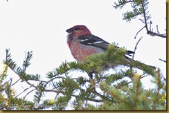 Pine Grosbeak D7K_8749 NIKON D7000 June 19, 2011