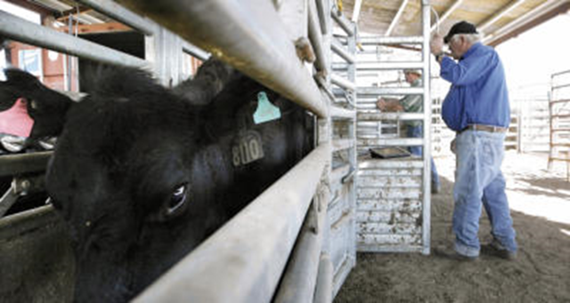 Australian Rancher Mick Callanan sells about 300 head of cattle due to low rainfall on his ranch. Photo: Mark Lambie / El Paso Times