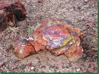 Painted Desert & Petrified Forest 385