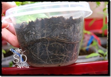 InsidePlantsRoots4-30-12