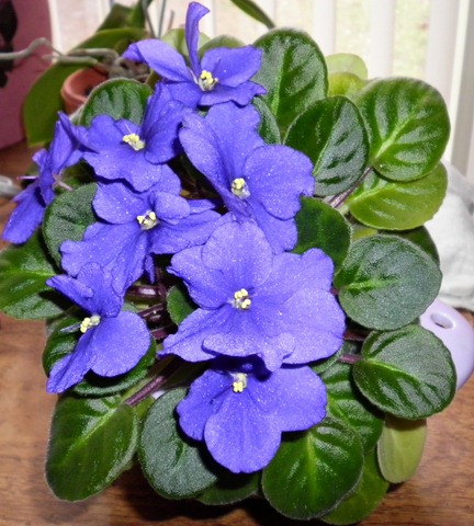 [blueboyAviolet4.jpg]