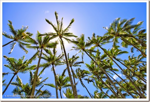 Hawaii: Hilo farmers market
