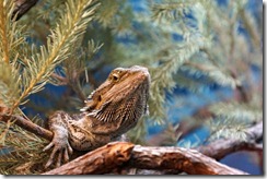 Water Dragon, Taronga Zoo