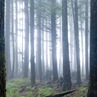 Edanticonf_Forest Echo Edanticonf_Forest Echo