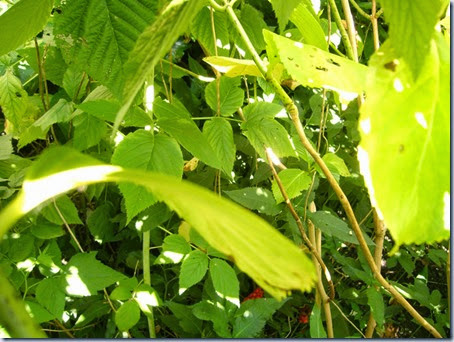 tuin-3 tuin-3