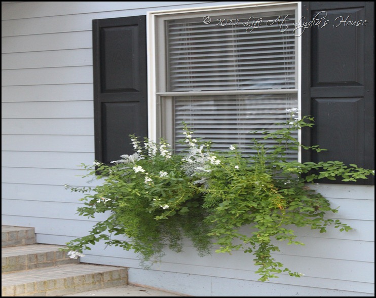 window box 4