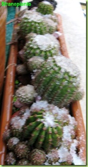 echinopsis neve 2012 roma