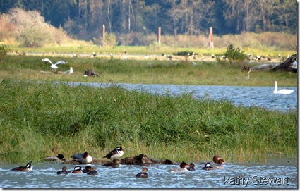 Busy estuary