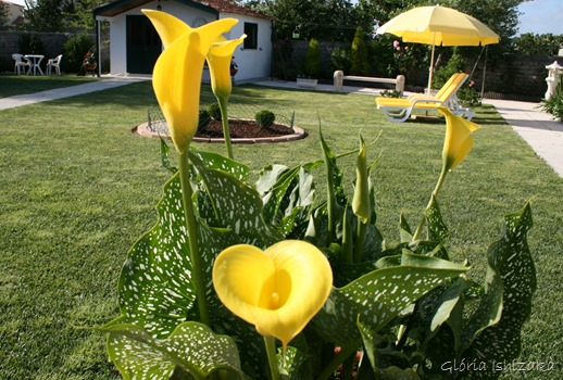 Glória Ishizaka - Flor amarela 14