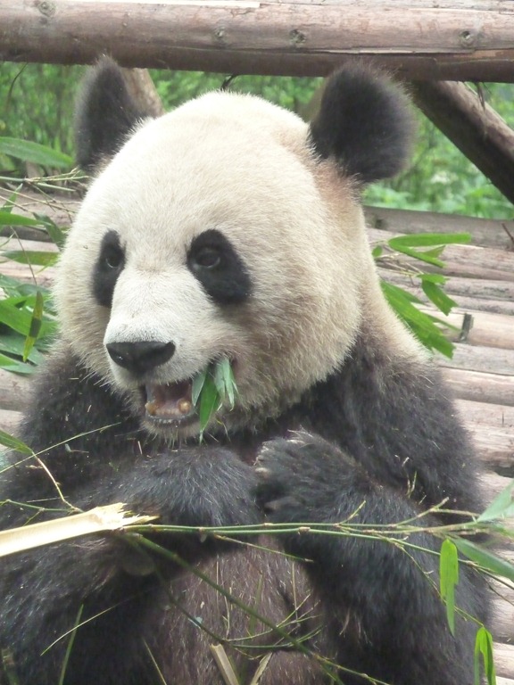 [China-Chengdu-Panda-July-2012-103.jpg]