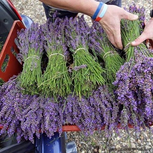 1401612604_lavanda 1401612604_lavanda
