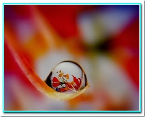Gota de paz Gota de paz