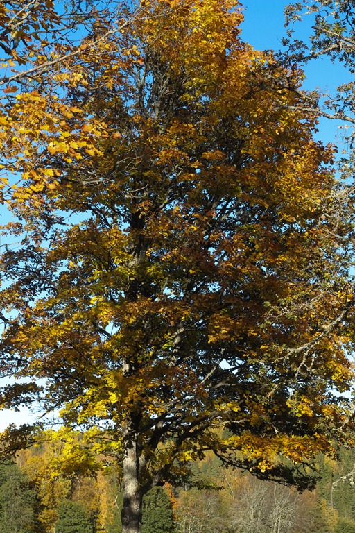 [IMG_6610%255B6%255D.jpg]