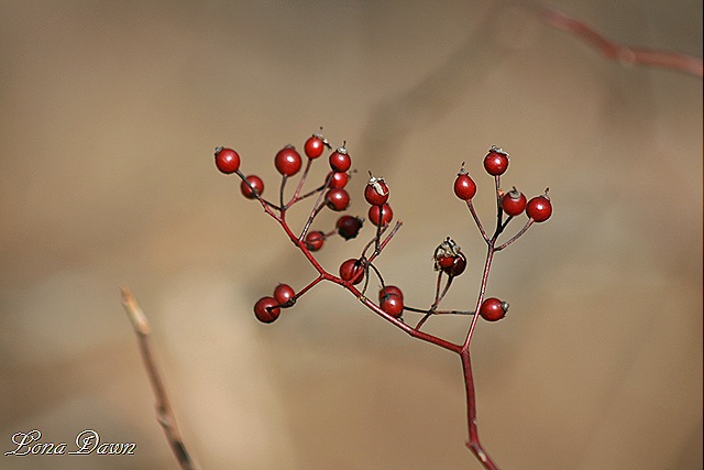 [CH_Berries4%255B8%255D.jpg]