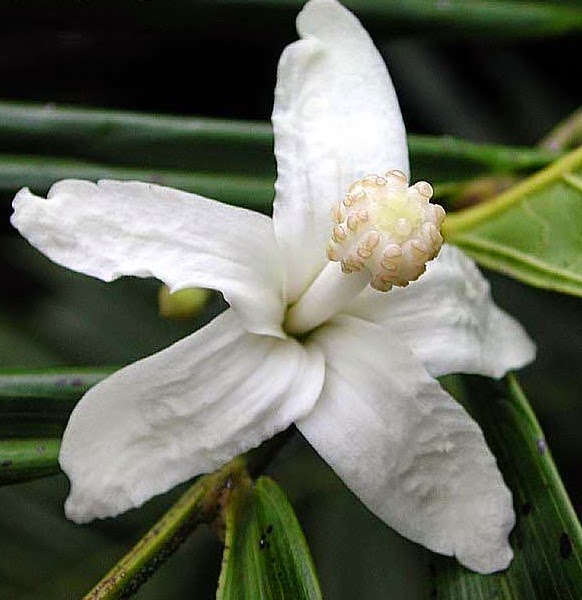 [Quararibea%2520funibris%255B3%255D.jpg]