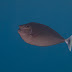 Pb226636