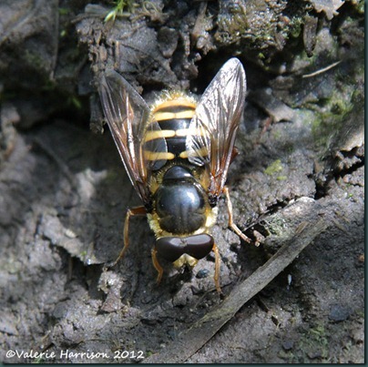 hoverfly Sericomyia silentis