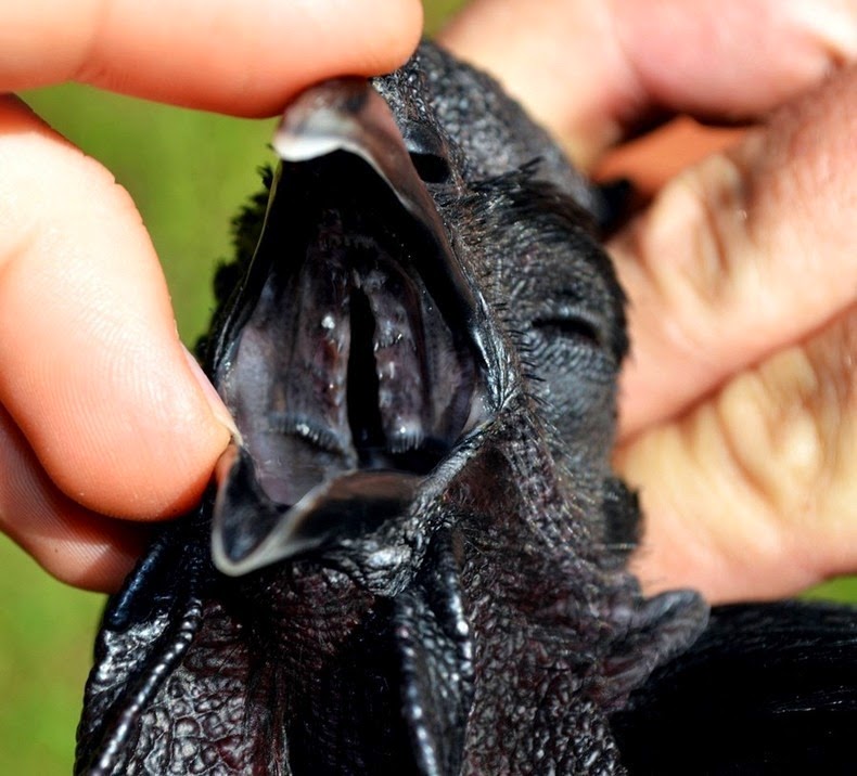بالصور «دجاج لامبورغيني» الدجاج الأسود .. أغلى وألذ الدواجن في العالم Ayam-cemani-5%25255B2%25255D