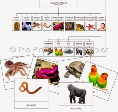The Animal Kingdom (Charts and Cards)