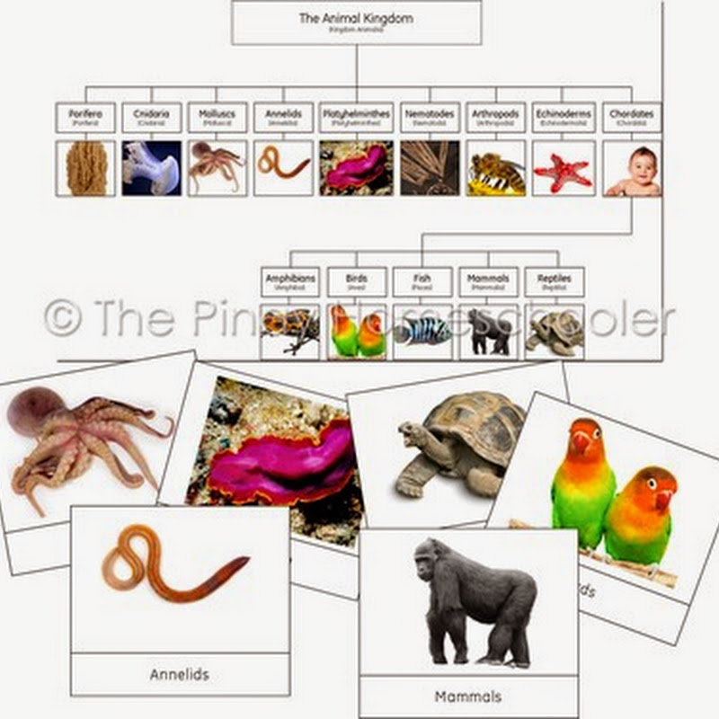 The Animal Kingdom Learning Material | The Pinay Homeschooler