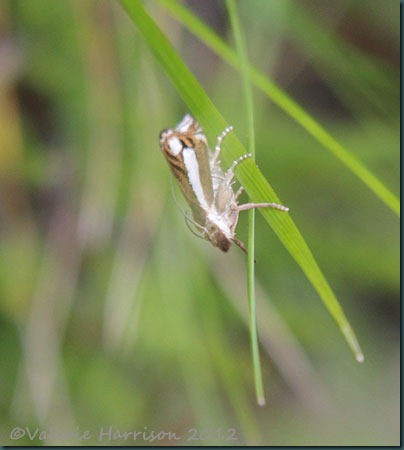 crambus ericella (3) crambus ericella (3)