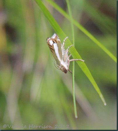 crambus ericella (3)