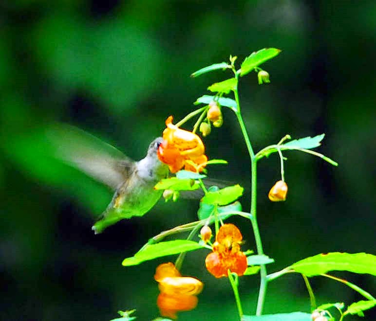 [Hummingbird-24.jpg]