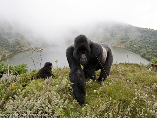 animais national geographic desbaratinando  (47)