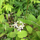 Blackberry