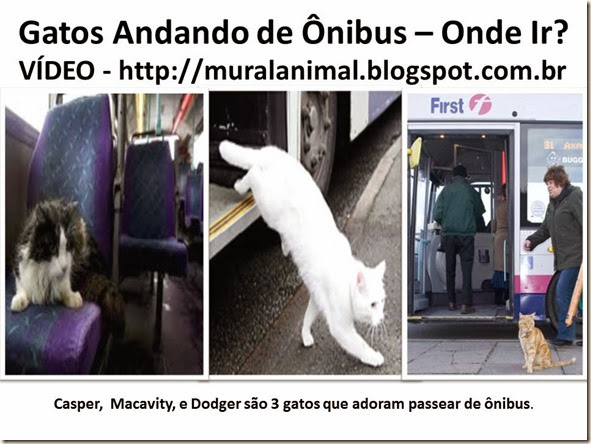 Gatos Andando de Ônibus – Onde Ir Gatos Andando de Ônibus – Onde Ir
