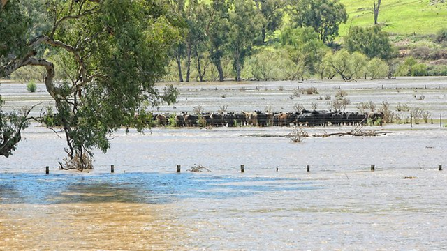 Cattle are standed as the Upper Murray River floods near Jingellic, Australia, from One side of the Valley to the other, 5 March 2012. Simon Dallinger 